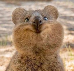 Effects of the Rho GTPase‐activating toxin CNF1 on fibroblasts derived ...